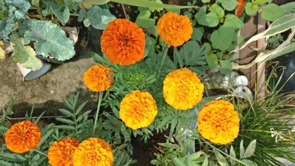 Grow Marigold Plants From Seeds ?