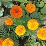 Grow Marigold Plants From Seeds ?