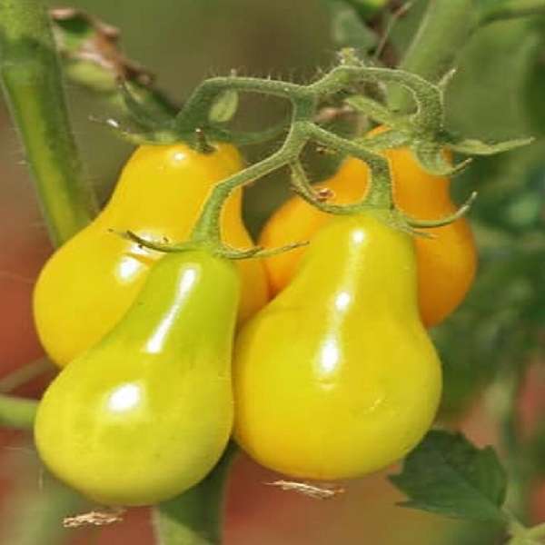 Pear-Tomato