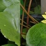How to grow Lotus & Waterlilies ?