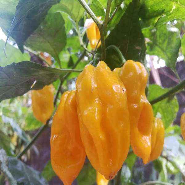 seeds Details about   Bhut Jolokia Ghost Yellow 10